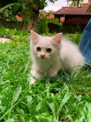 Persian Kitten