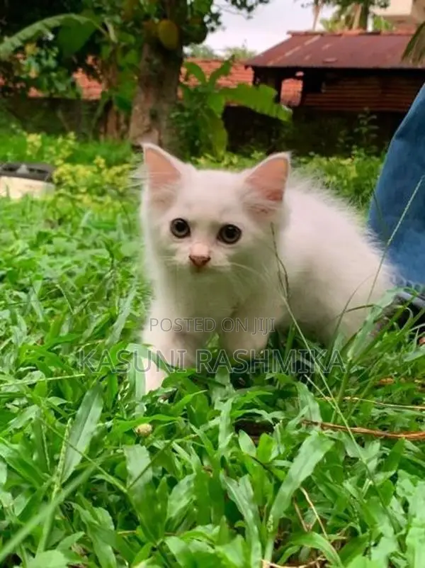 Persian Kitten