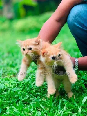 Persian Kitten