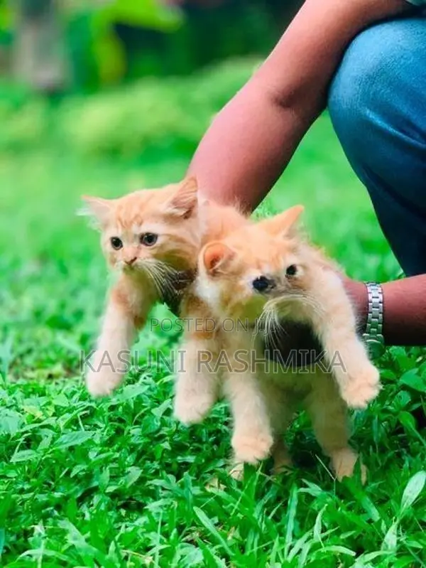 Persian Kitten