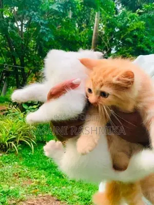 Persian Kitten