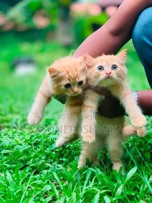 Persian Kitten