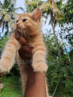 Persian Kitten