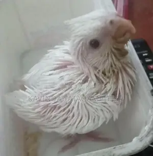 Cockatiel Hand Tamed Chicks