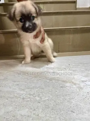 Lion Pomeranian Puppy