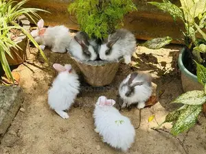 Rabbits
