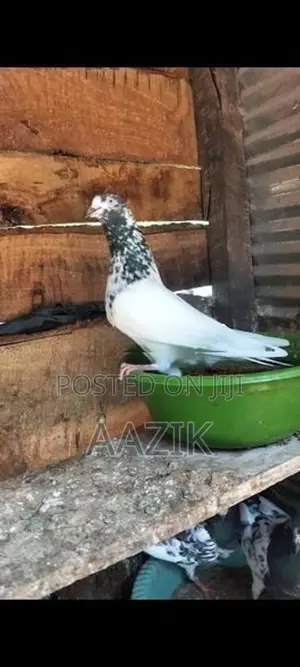 Pigeon