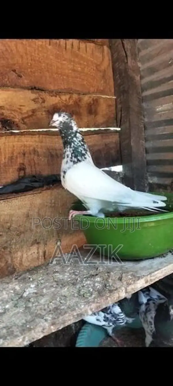 Pigeon