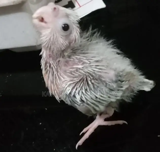 Cockatiel Hand Tamed Chicks