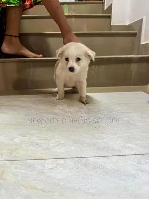 Lion Pomeranian Puppy