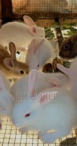 Rabbits