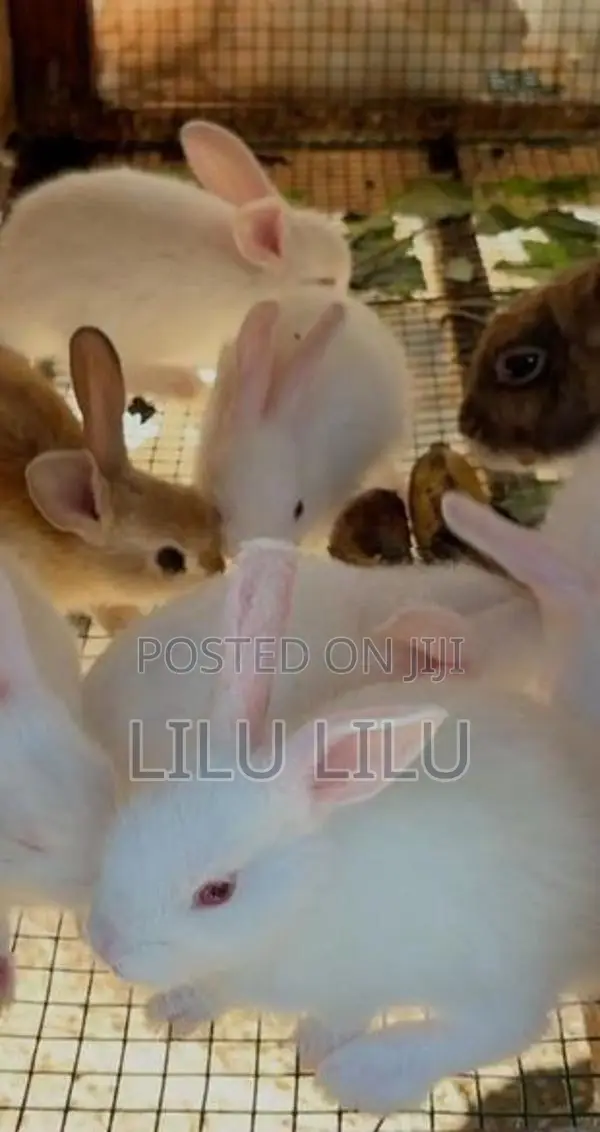 Rabbits
