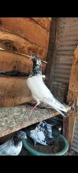 Pigeon