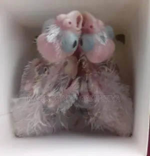 Cockatiel Hand Tamed Chicks