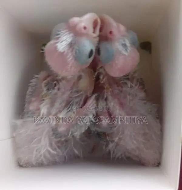 Cockatiel Hand Tamed Chicks
