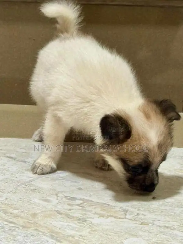 Lion Pomeranian Puppy