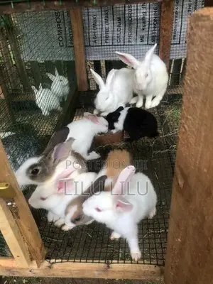 Rabbits