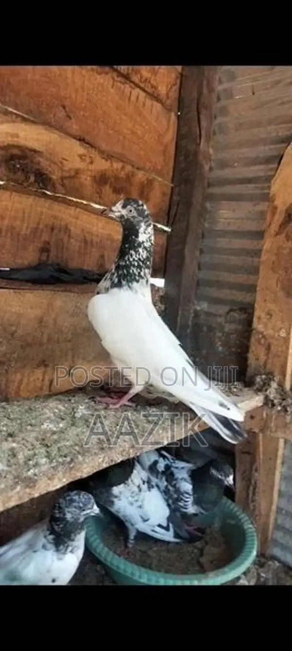 Pigeon