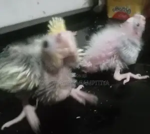 Cockatiel Hand Tamed Chicks