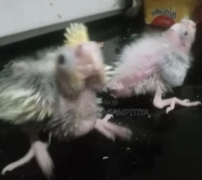 Cockatiel Hand Tamed Chicks