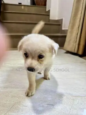 Lion Pomeranian Puppy