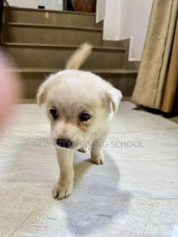 Lion Pomeranian Puppy