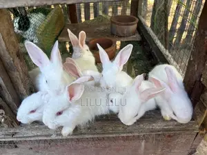 Rabbits