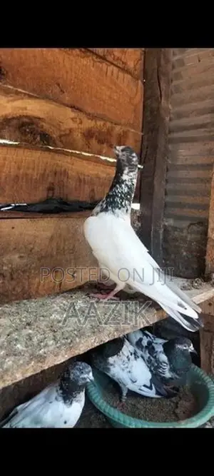 Pigeon