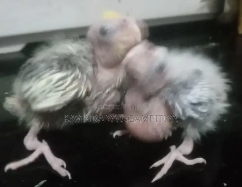 Cockatiel Hand Tamed Chicks