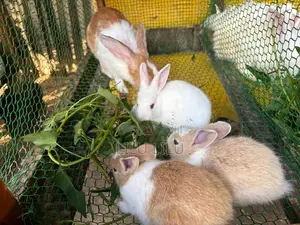 Rabbits