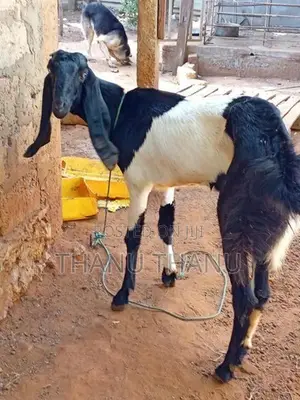 Jamunapari Aadu