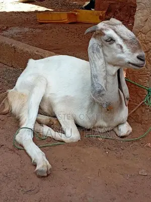 Jamunapari Aadu