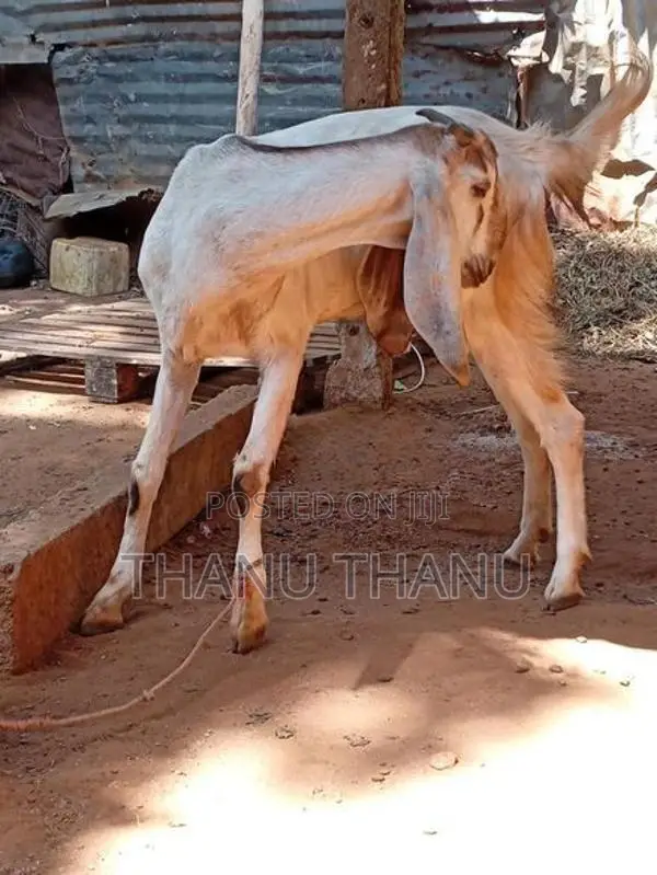 Jamunapari Aadu