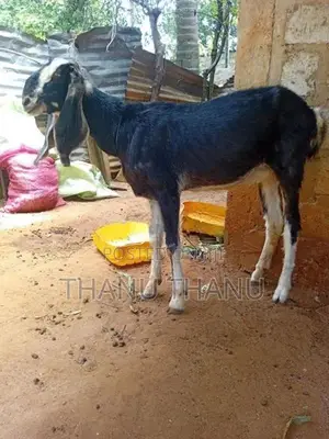 Jamunapari Aadu