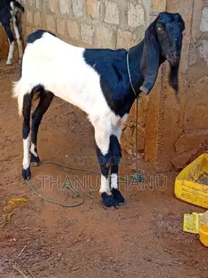 Jamunapari Aadu