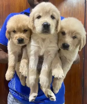 Golden Retriever Puppies