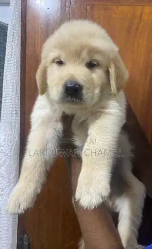 Golden Retriever Puppies