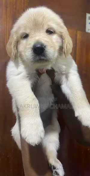 Golden Retriever Puppies