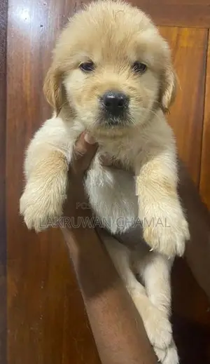 Golden Retriever Puppies