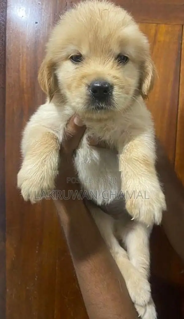 Golden Retriever Puppies