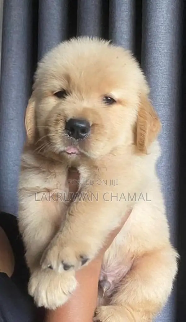 Golden Retriever Puppies