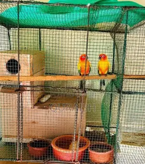 Sun Conure