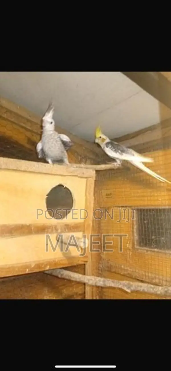 Cocktail Birds