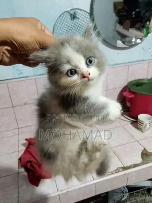 Persian Mix Kittens