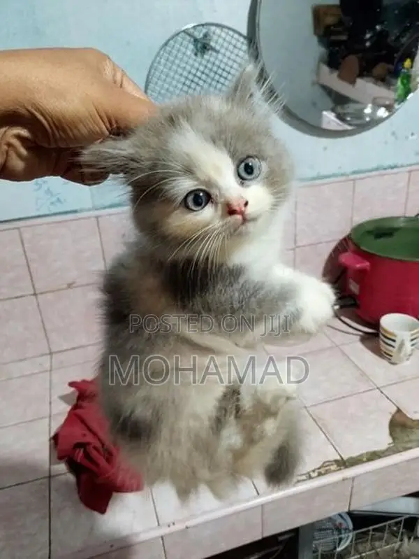 Persian Mix Kittens