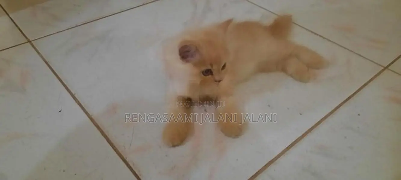 Persian Kitten