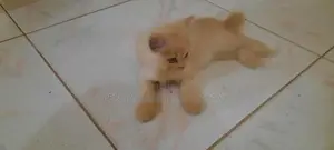 Persian Kitten