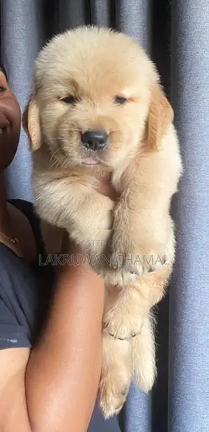 Golden Retriever Puppies