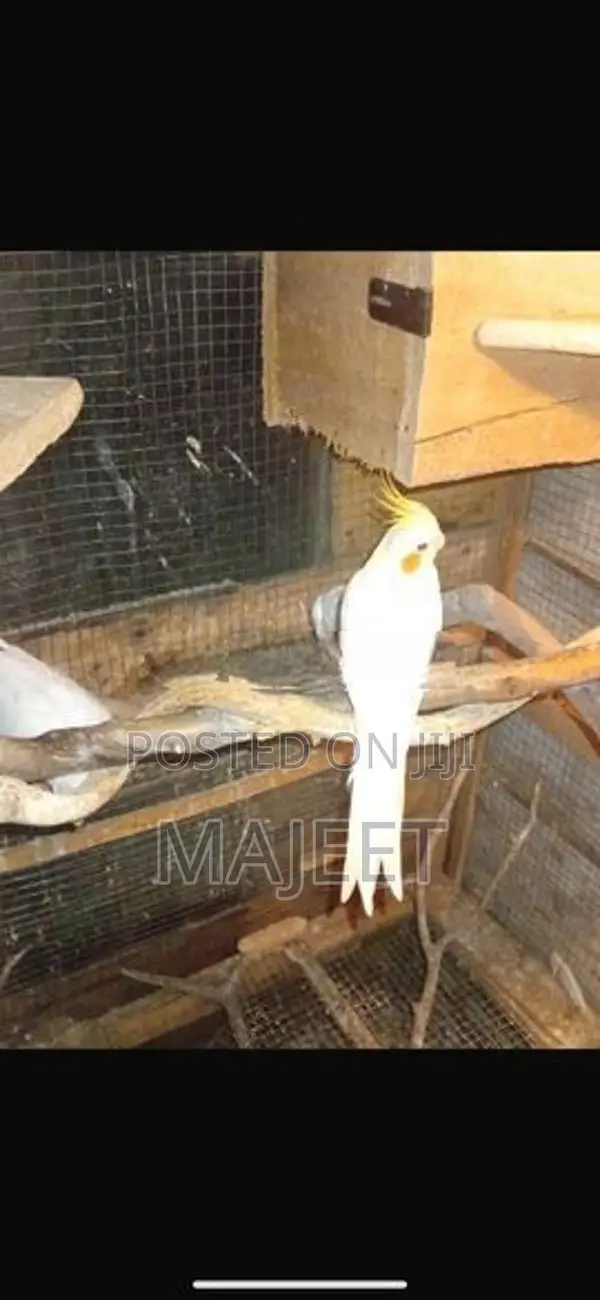 Cocktail Birds