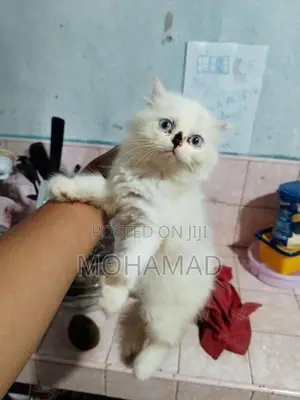 Persian Mix Kittens